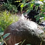 Eifeleben Mit Wunderschoenem Garten By Interhome * Bad Muenstereifel